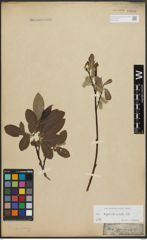Foto von Salix appendiculata Vill.